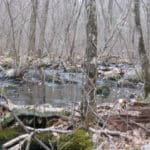 Haunted Bear Creek Swamp