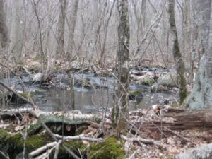 Haunted Bear Creek Swamp