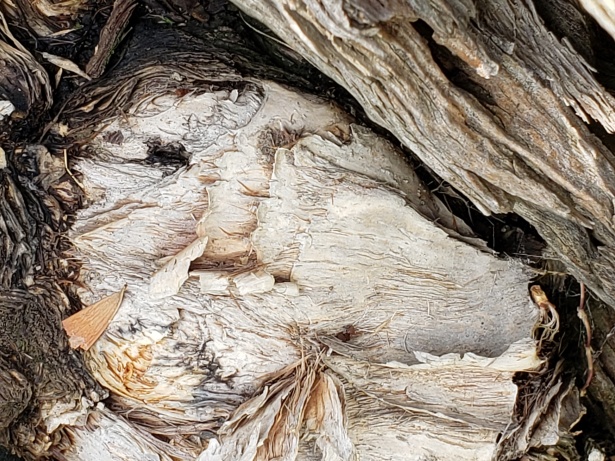 Face in the Tree Pareidolia